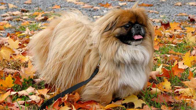 порода собак пекинес фото